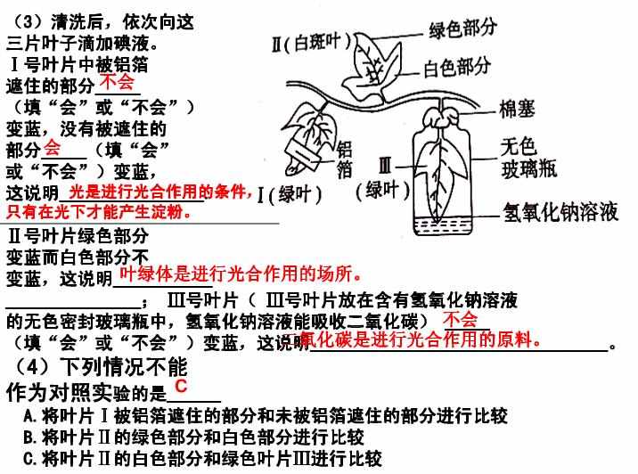 七年级上册生物实验题及答案