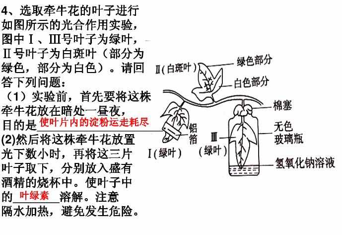 七年级上册生物实验题及答案