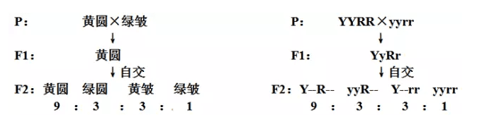 高中生物必修2第一章遗传因子的发现知识点归纳