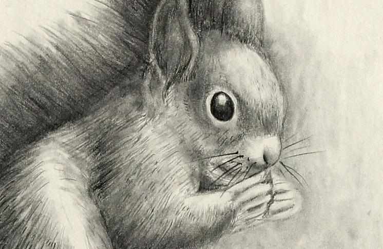 铅笔素描动物画图片