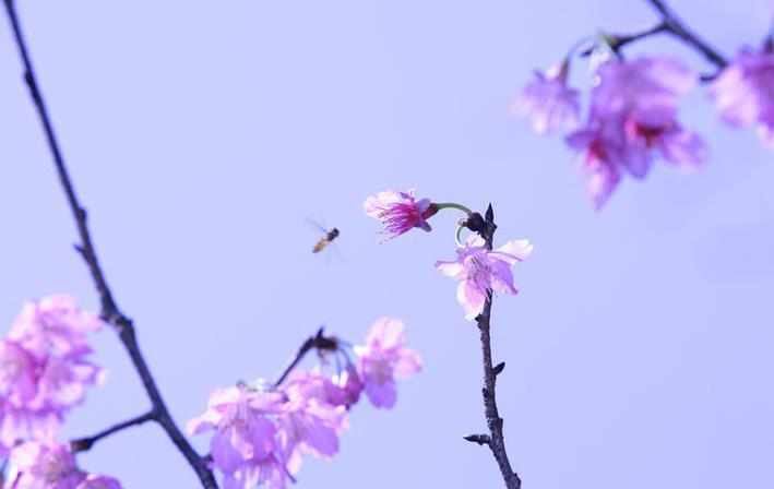 紫色的樱花图片_紫色樱花图片欣赏