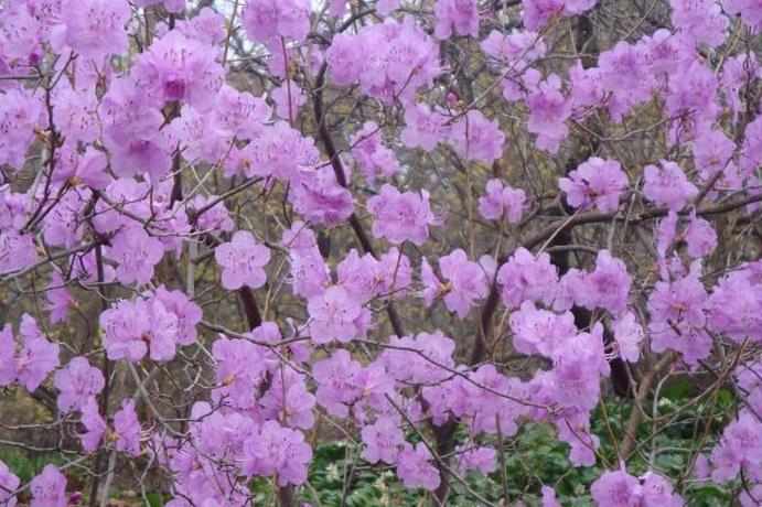 紫色的樱花图片_紫色樱花图片欣赏