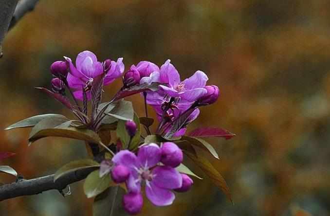 紫色的樱花图片_紫色樱花图片欣赏