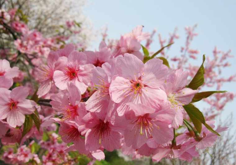 紫色的樱花图片_紫色樱花图片欣赏