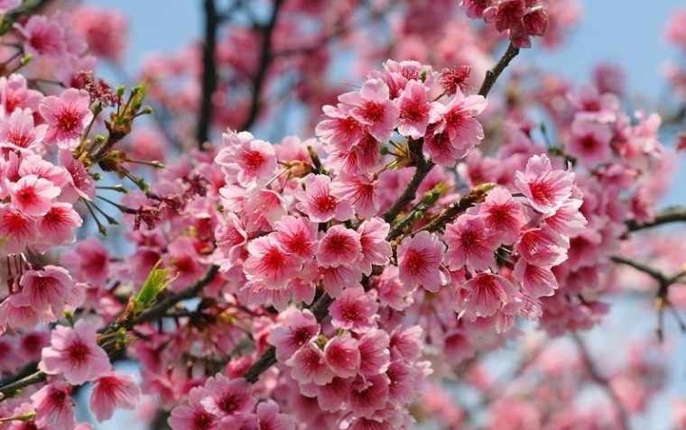 紫色的樱花图片_紫色樱花图片欣赏