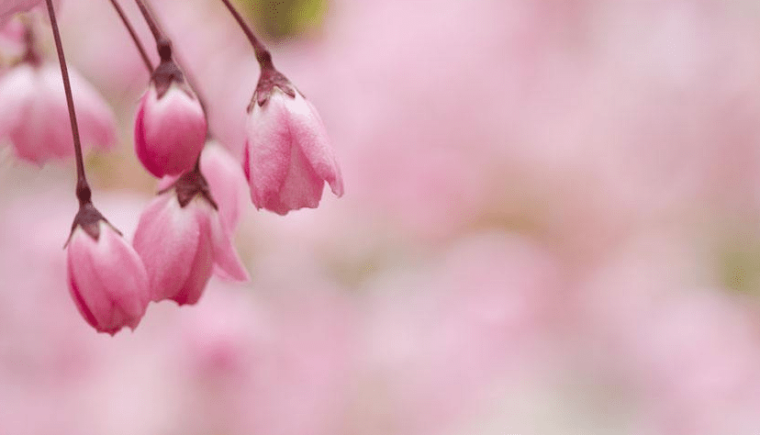 樱花图片大全_樱花唯美图片_樱花高清图片