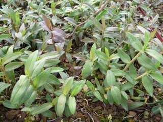 食用石斛家庭种植方法