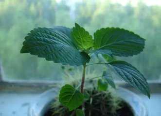 室内花盆可以种植什么药材