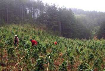 首乌种植方法_首乌种植要点