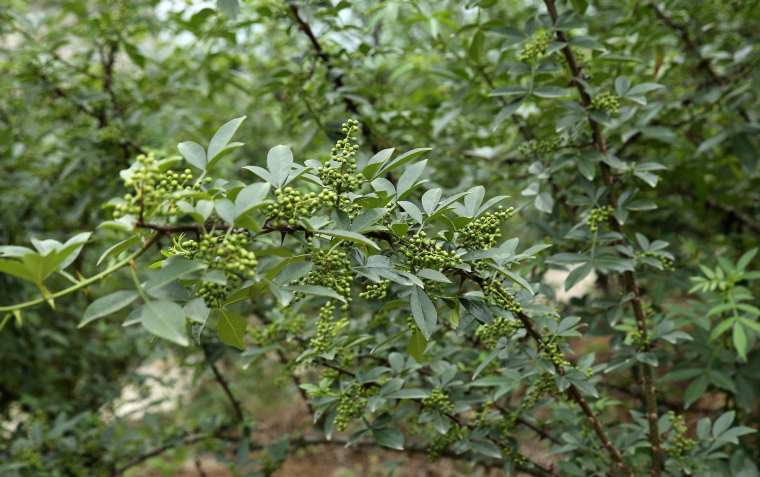 藤椒种植方法_藤椒栽培技术