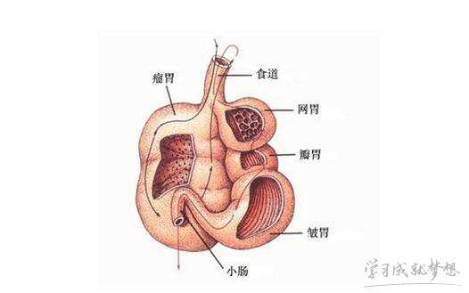 改善胃肠消化的方法