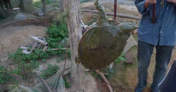 夏天怎样钓甲鱼