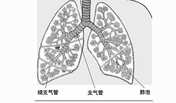 肺癌晚期的治疗方案