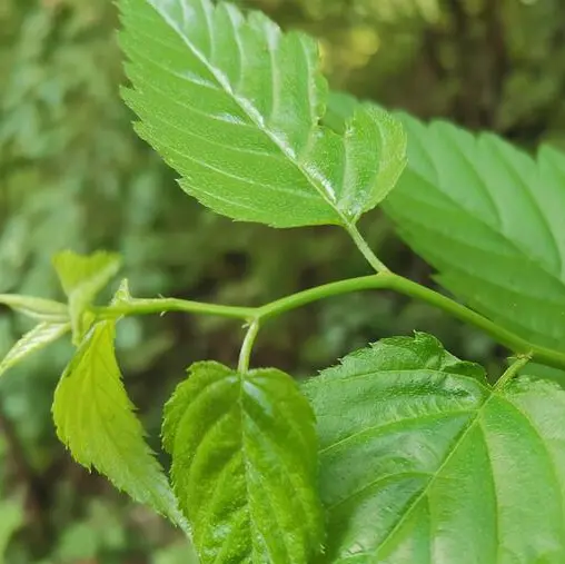 大河在線