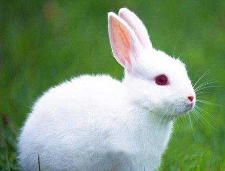 关于描写小白兔的作文300字6篇